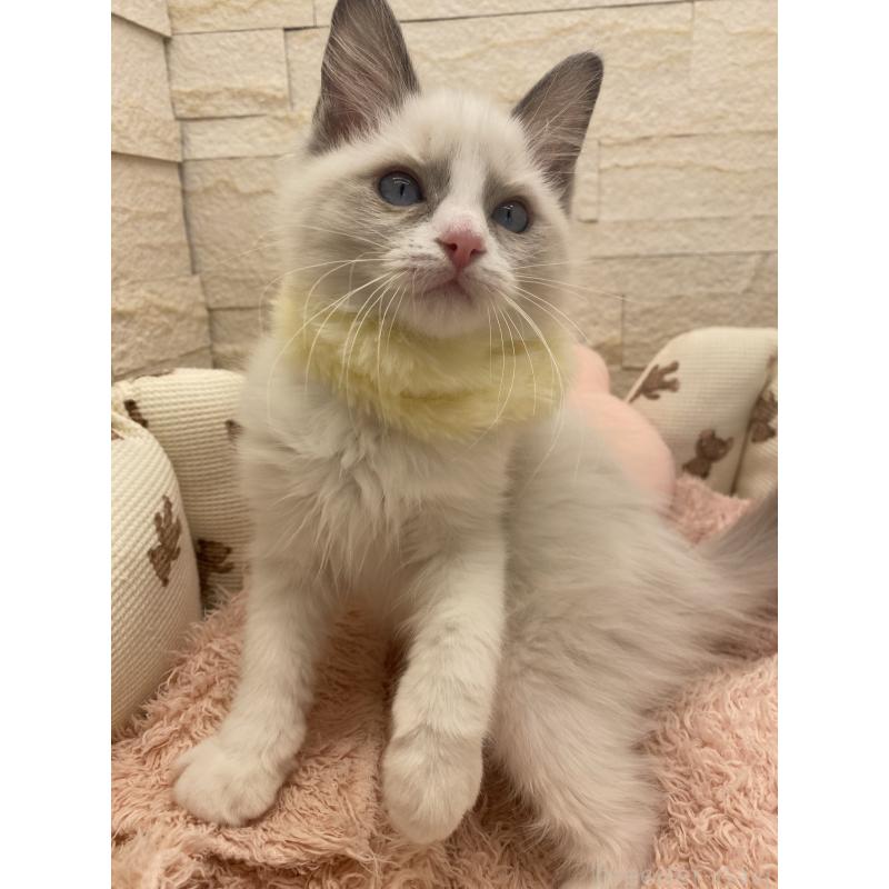 販売中の埼玉県のラグドール-130760の15枚目