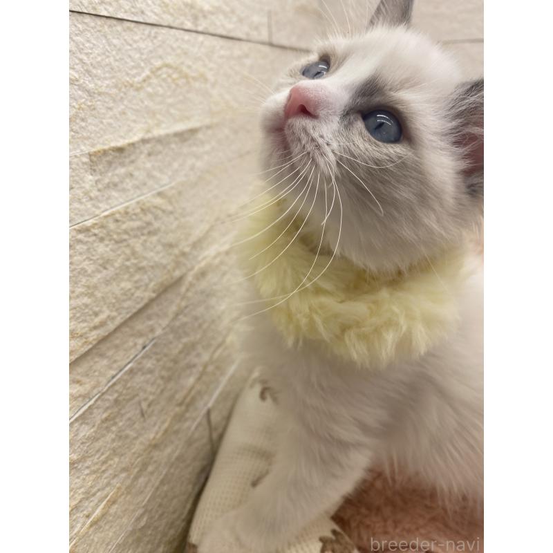 販売中の埼玉県のラグドール-130760の14枚目