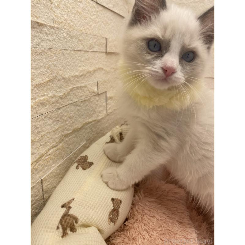 販売中の埼玉県のラグドール-130760の13枚目