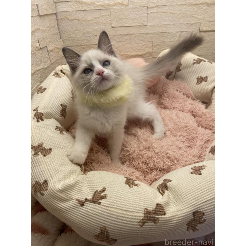 販売中の埼玉県のラグドール-130760の12枚目