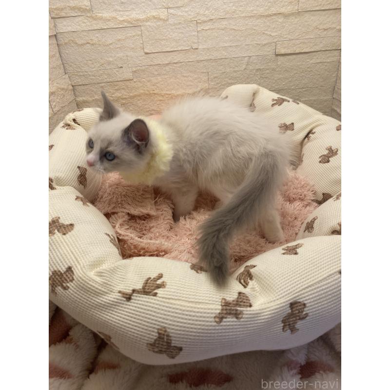 販売中の埼玉県のラグドール-130760の11枚目