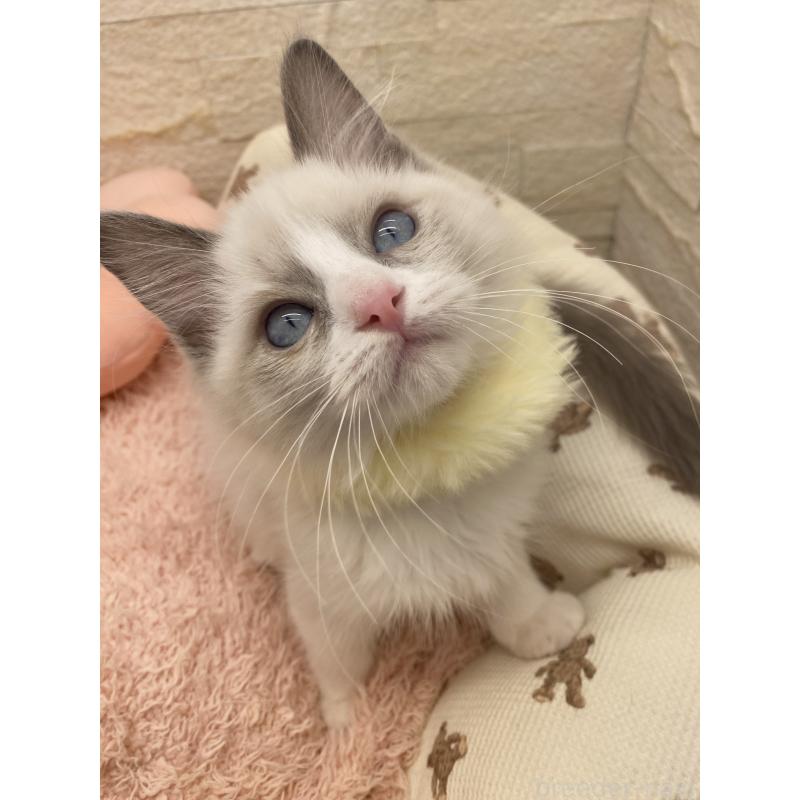 販売中の埼玉県のラグドール-130760の10枚目