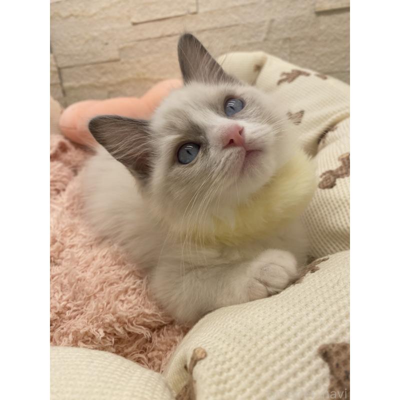 販売中の埼玉県のラグドール-130760の9枚目