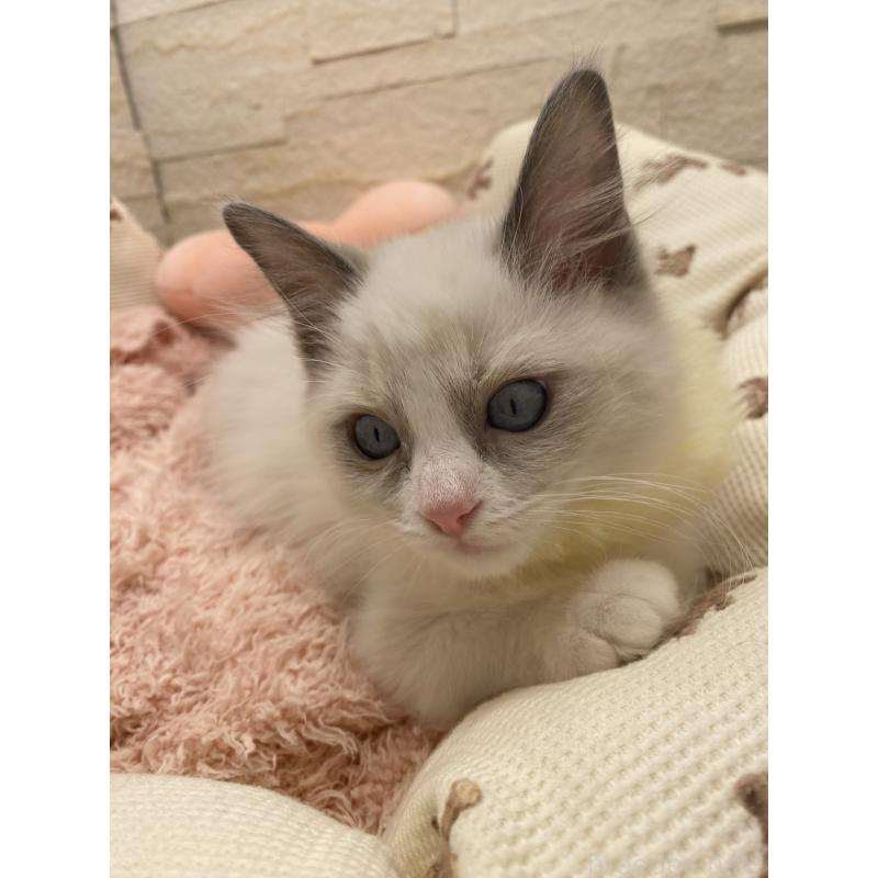 販売中の埼玉県のラグドール-130760の8枚目