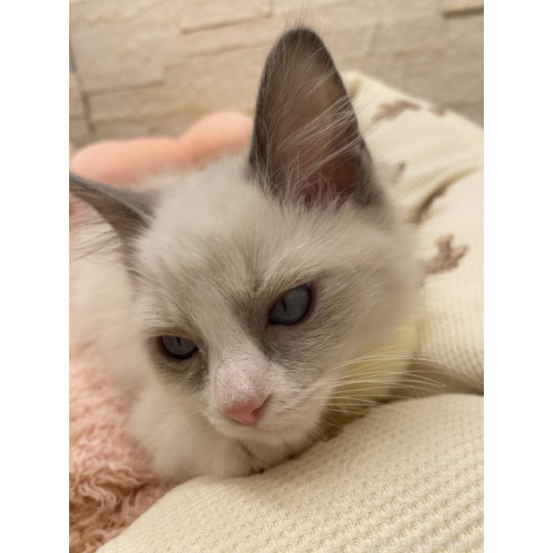 販売中の埼玉県のラグドール-130760の7枚目