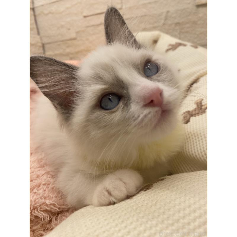 販売中の埼玉県のラグドール-130760の6枚目