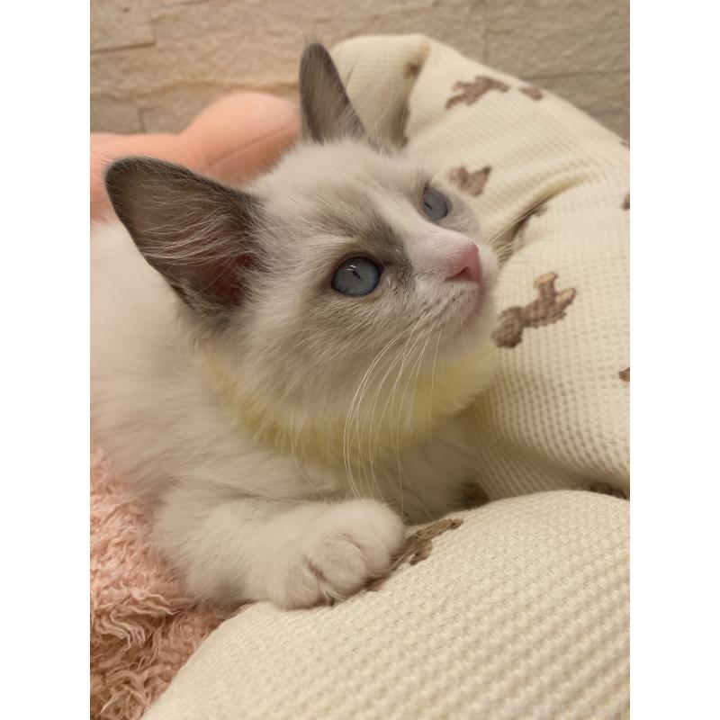 販売中の埼玉県のラグドール-130760の5枚目