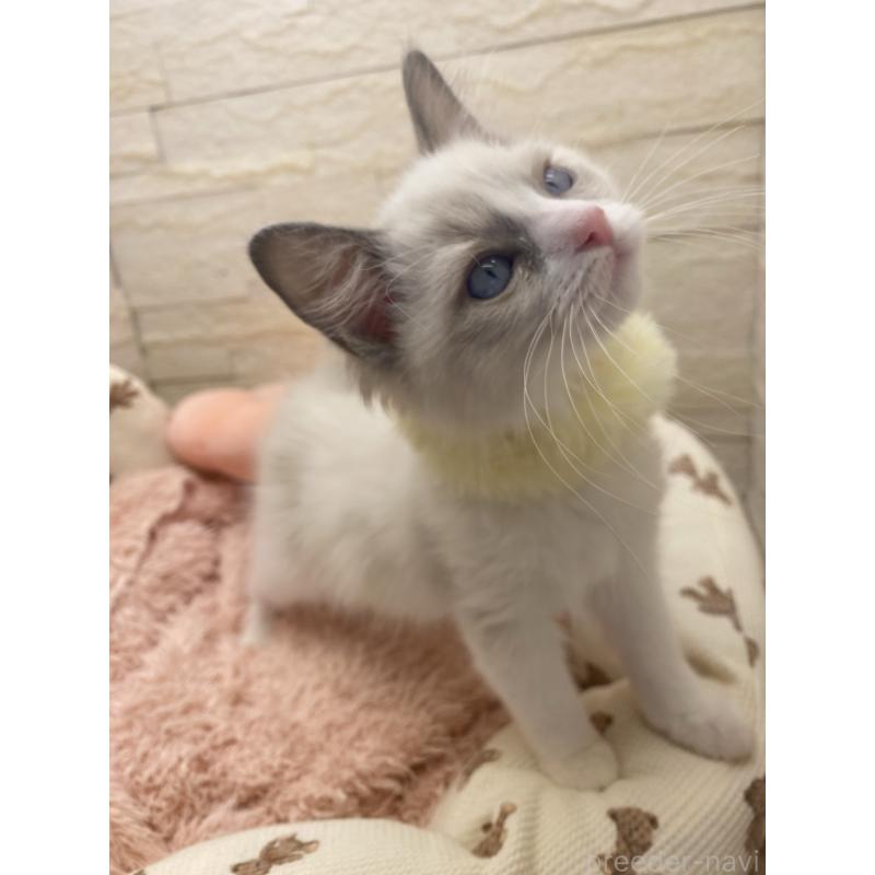 販売中の埼玉県のラグドール-130760の4枚目