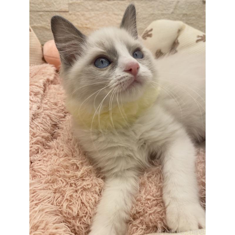 販売中の埼玉県のラグドール-130760の3枚目