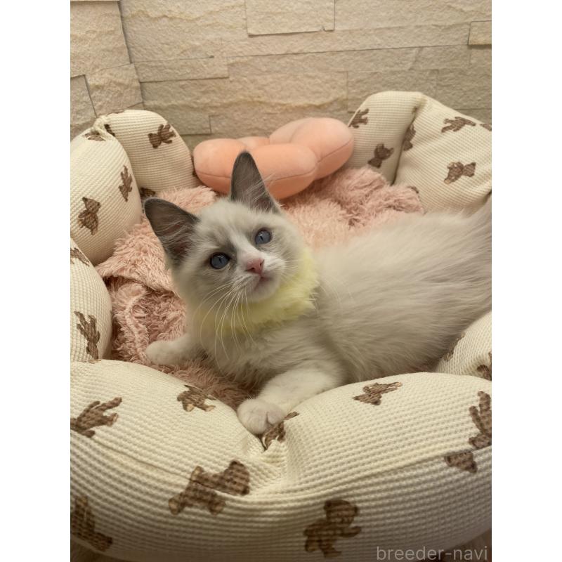 販売中の埼玉県のラグドール-130760の2枚目