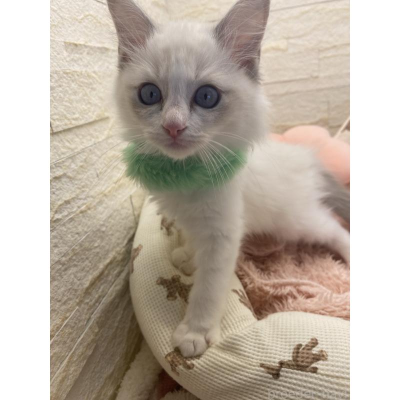 販売中の埼玉県のラグドール-130756の19枚目