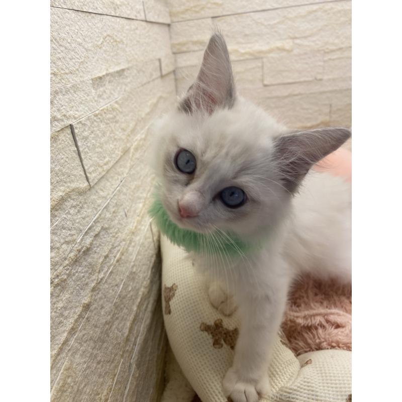 販売中の埼玉県のラグドール-130756の17枚目