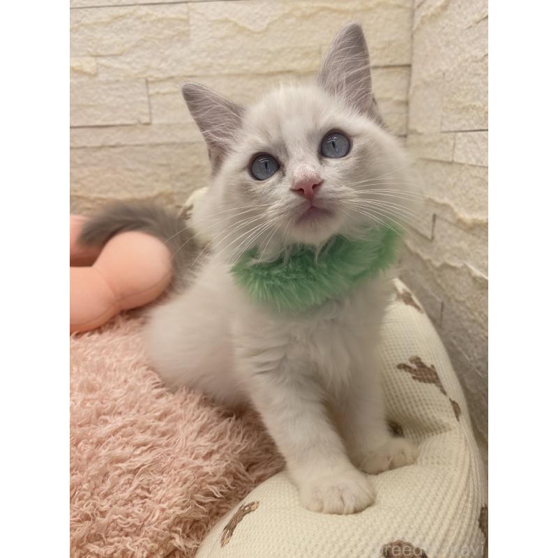 販売中の埼玉県のラグドール-130756の16枚目