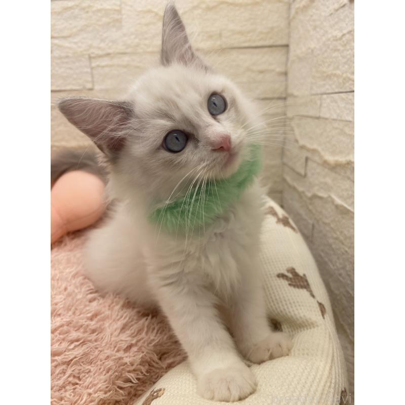 販売中の埼玉県のラグドール-130756の15枚目