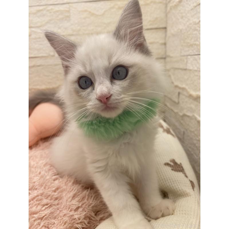 販売中の埼玉県のラグドール-130756の14枚目