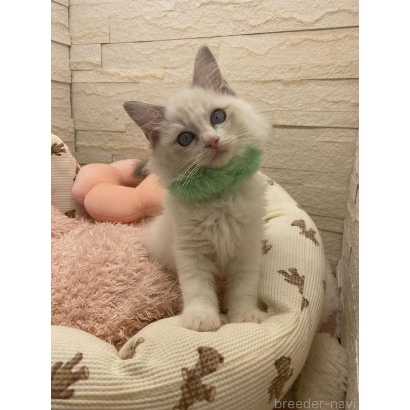 販売中の埼玉県のラグドール-130756の13枚目