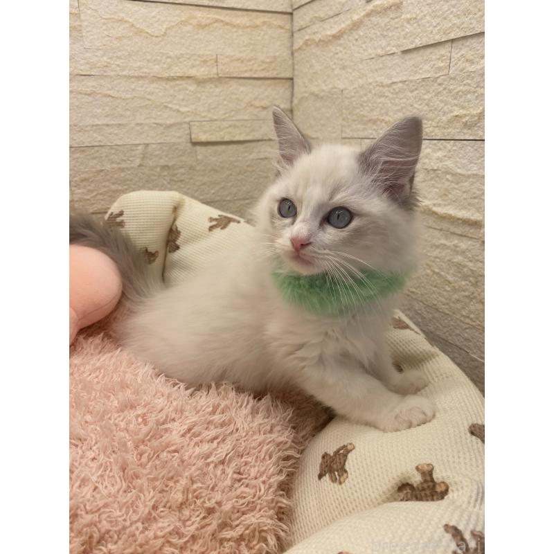 販売中の埼玉県のラグドール-130756の12枚目