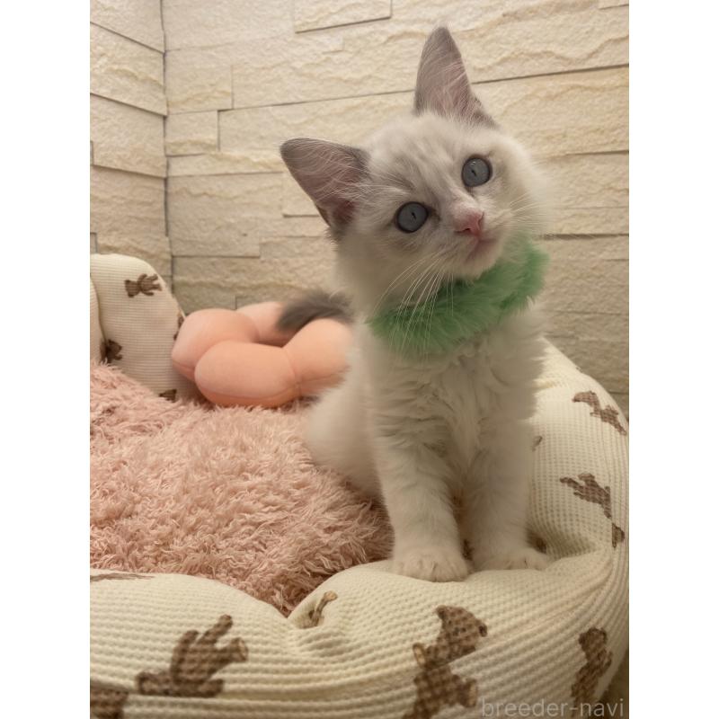 販売中の埼玉県のラグドール-130756の11枚目