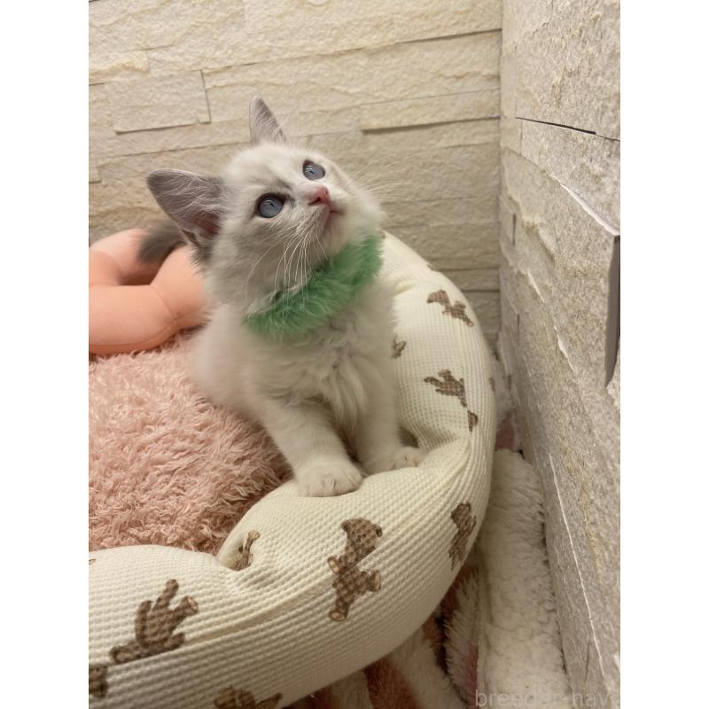 販売中の埼玉県のラグドール-130756の10枚目