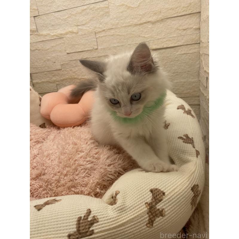 販売中の埼玉県のラグドール-130756の9枚目