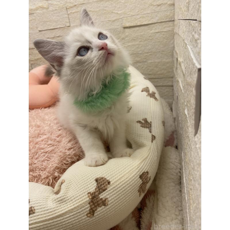 販売中の埼玉県のラグドール-130756の8枚目