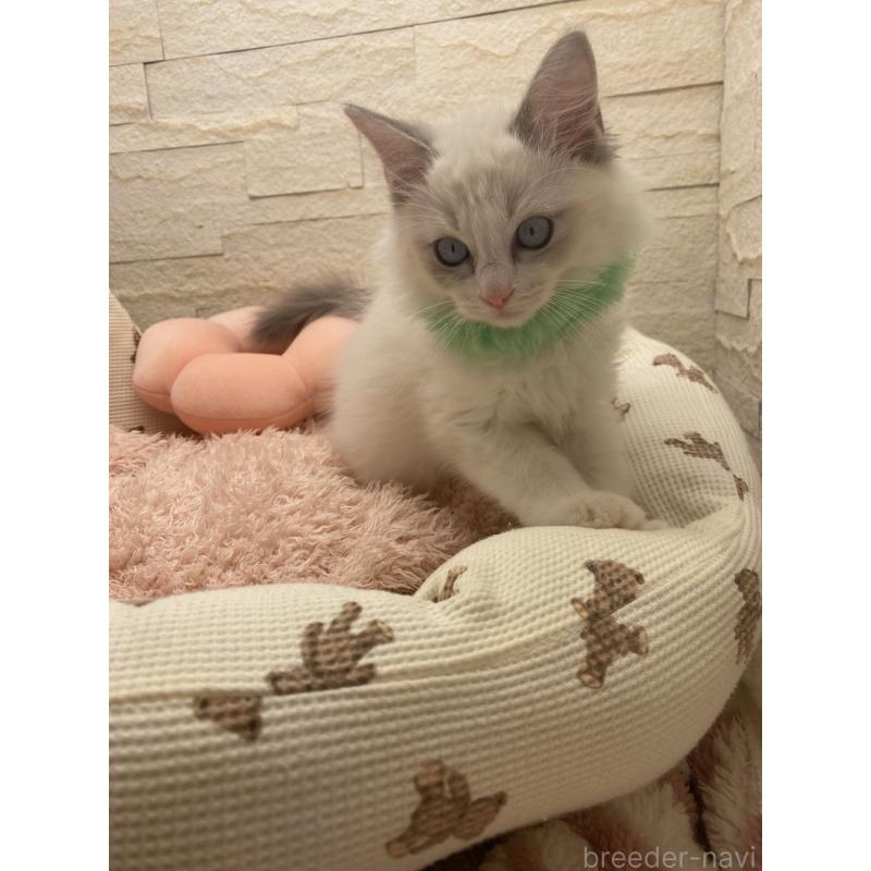 販売中の埼玉県のラグドール-130756の7枚目