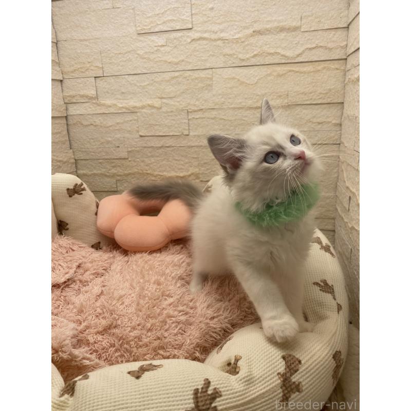 販売中の埼玉県のラグドール-130756の6枚目