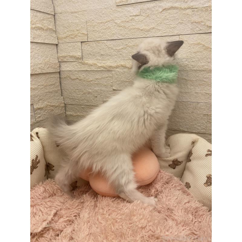 販売中の埼玉県のラグドール-130756の5枚目