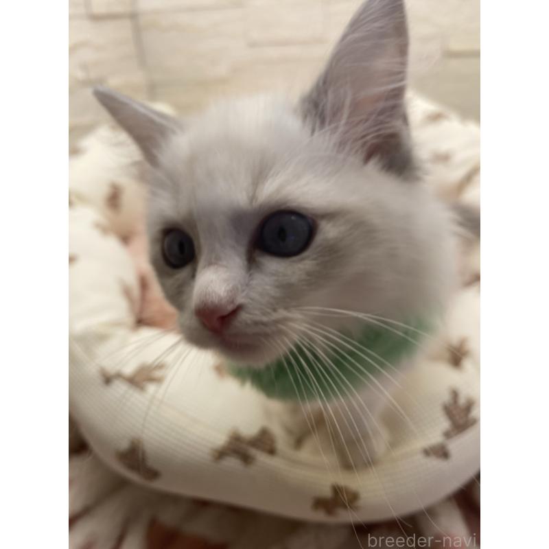 販売中の埼玉県のラグドール-130756の4枚目