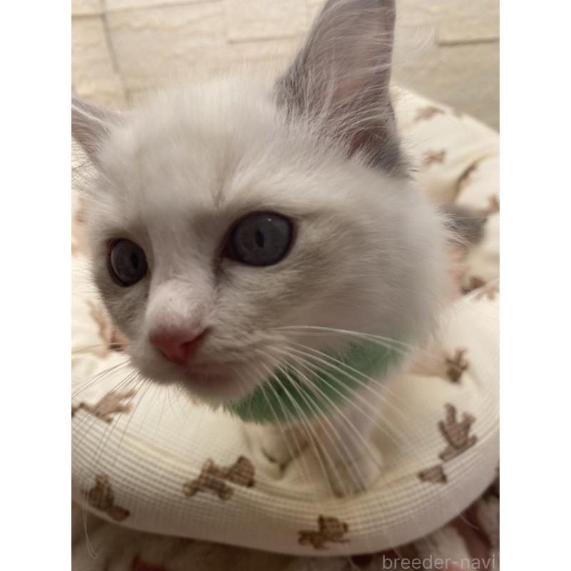 販売中の埼玉県のラグドール-130756の3枚目