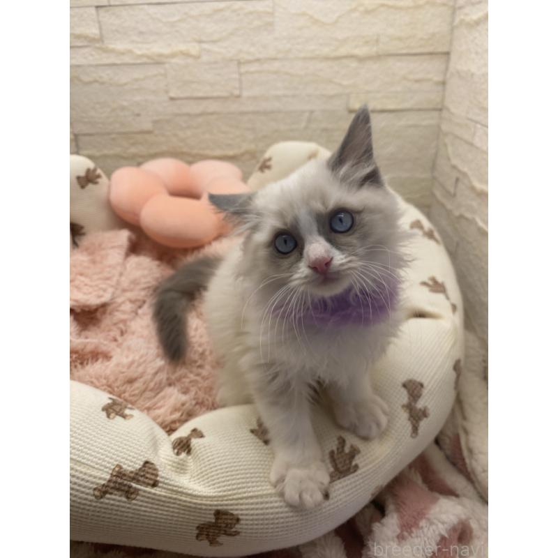 販売中の埼玉県のラグドール-130757の15枚目