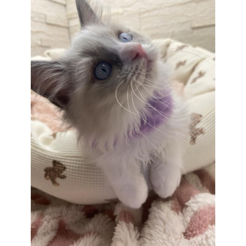 販売中の埼玉県のラグドール-130757の14枚目