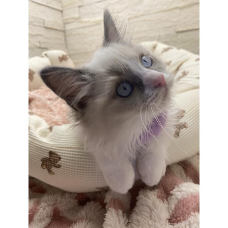 販売中の埼玉県のラグドール-130757の13枚目