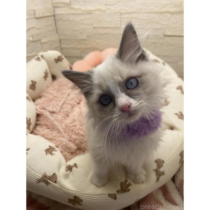 販売中の埼玉県のラグドール-130757の12枚目