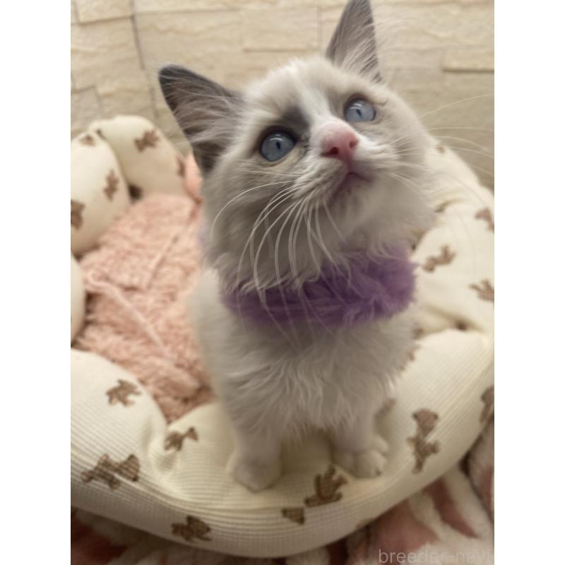 販売中の埼玉県のラグドール-130757の11枚目