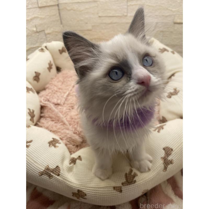 販売中の埼玉県のラグドール-130757の10枚目