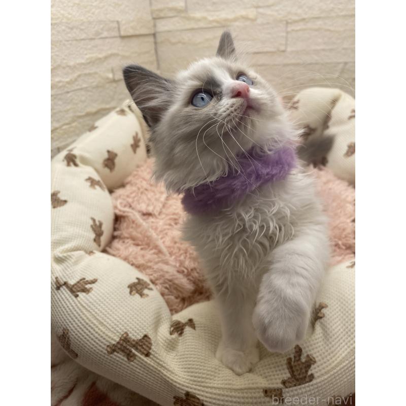 販売中の埼玉県のラグドール-130757の9枚目