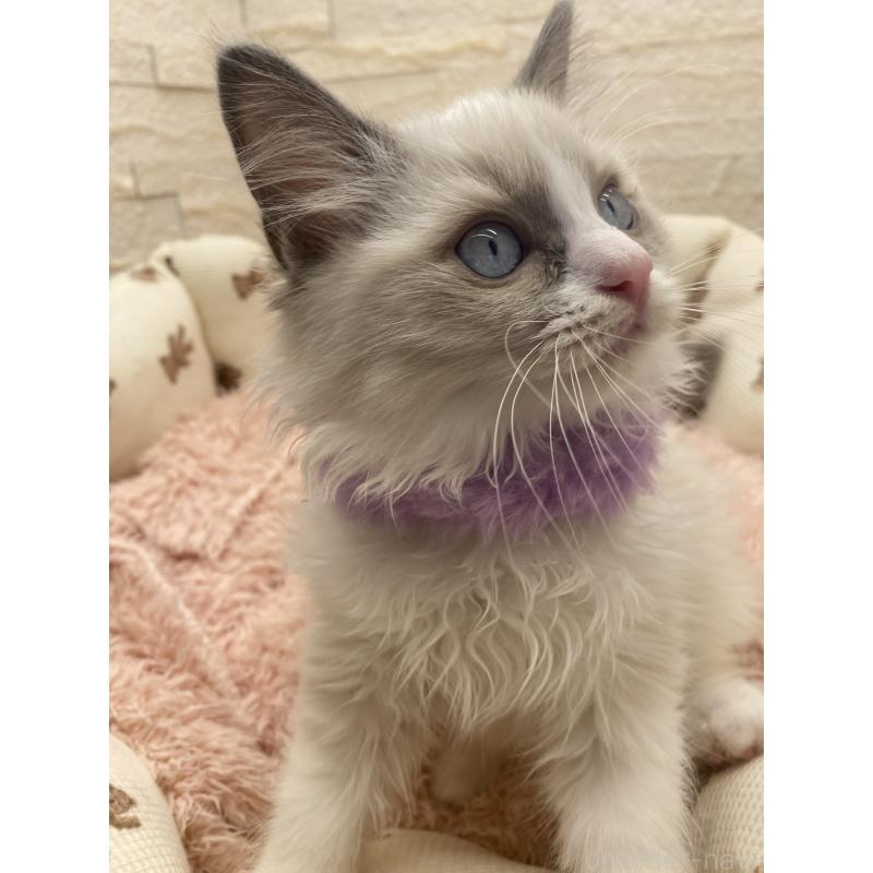 販売中の埼玉県のラグドール-130757の8枚目