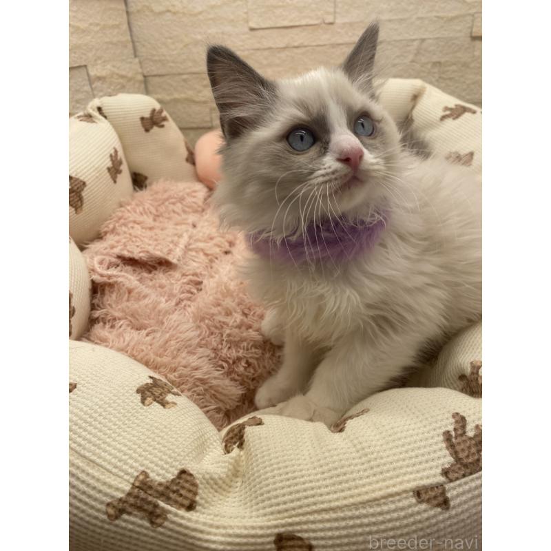 販売中の埼玉県のラグドール-130757の7枚目