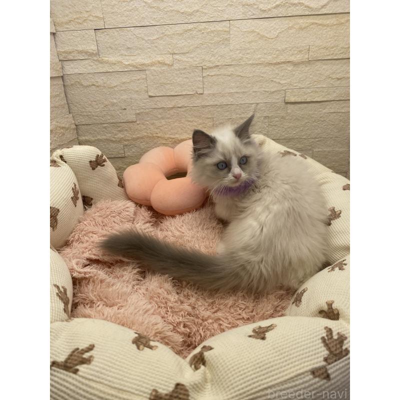 販売中の埼玉県のラグドール-130757の6枚目