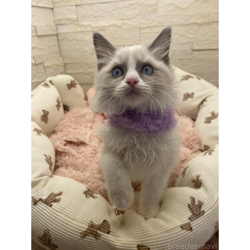 販売中の埼玉県のラグドール-130757の5枚目