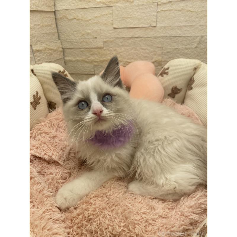 販売中の埼玉県のラグドール-130757の2枚目