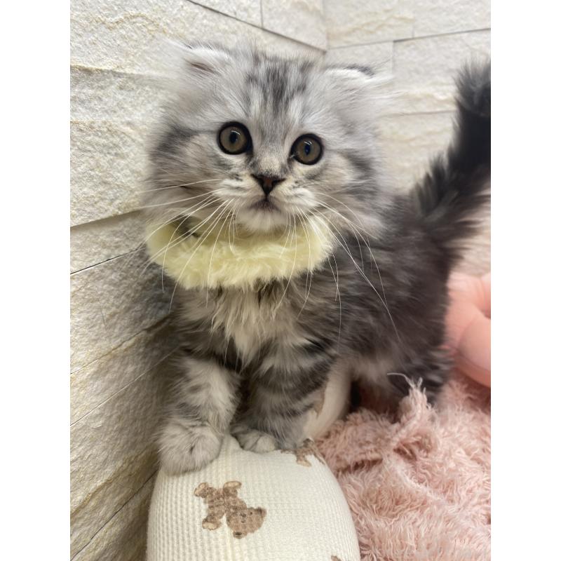 商談中の埼玉県のスコティッシュフォールド-132500の16枚目