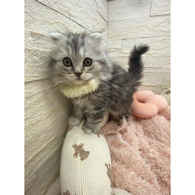 商談中の埼玉県のスコティッシュフォールド-132500の14枚目