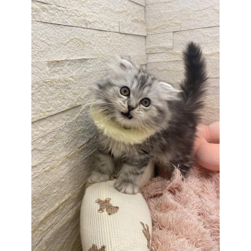 商談中の埼玉県のスコティッシュフォールド-132500の13枚目