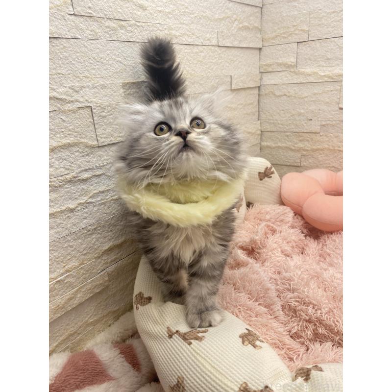 商談中の埼玉県のスコティッシュフォールド-132500の11枚目