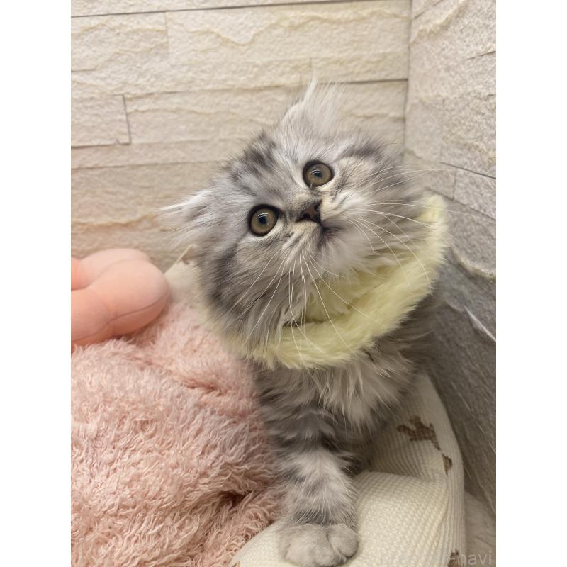 商談中の埼玉県のスコティッシュフォールド-132500の10枚目