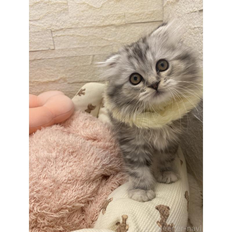 商談中の埼玉県のスコティッシュフォールド-132500の9枚目