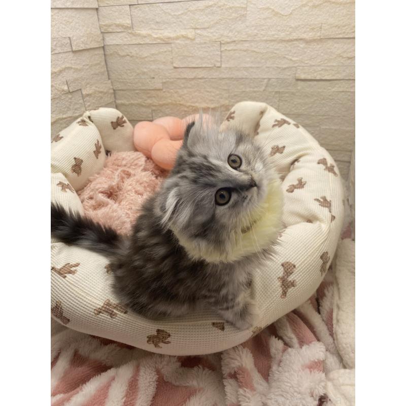 商談中の埼玉県のスコティッシュフォールド-132500の8枚目