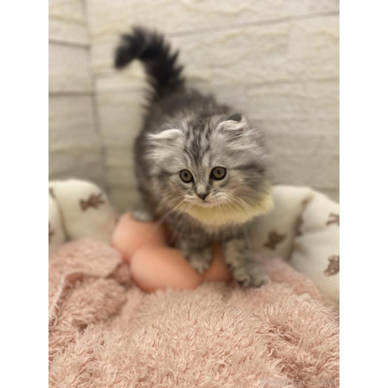 商談中の埼玉県のスコティッシュフォールド-132500の5枚目